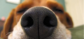 Love is Just a Sniff Away
