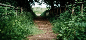 The Ancient Paths