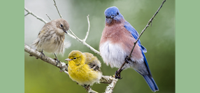 My Angel Birds