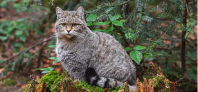 Punkin’s Wilderness Experience