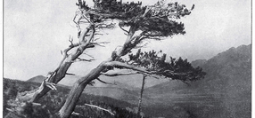 Are You a Pathfinder or a Trailblazer?