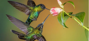 Hummingbird Selfishness