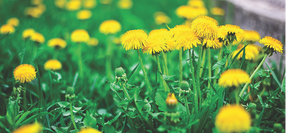Weeds: Blessings or Curses?