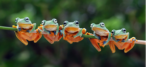 Pitted Frogs
