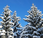 Three Trees